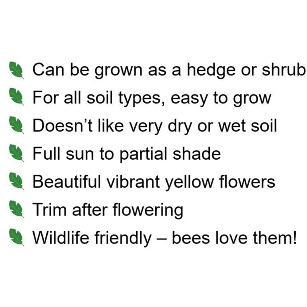 Inspirational Gifting Hypericum Bare Root Hedge Plant Sapling 30-60cm 10 Pack Image 7