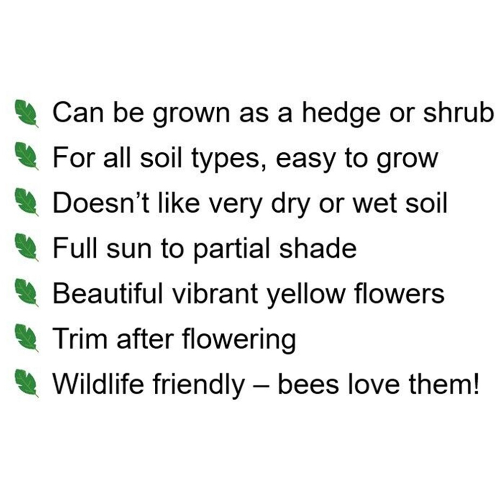 Inspirational Gifting Hypericum Bare Root Hedge Plant Sapling 30-60cm 20 Pack Image 7