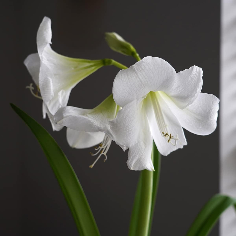GreenBrokers White Amaryllis Planting Bulb Gift Kit Image 2