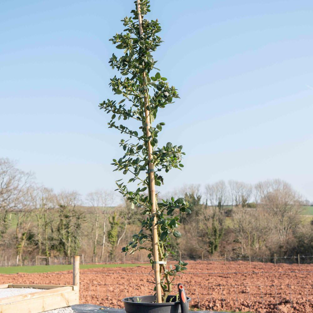 Thompson and Morgan Ceanothus Yankee Point Plant Pot 10L Image 2