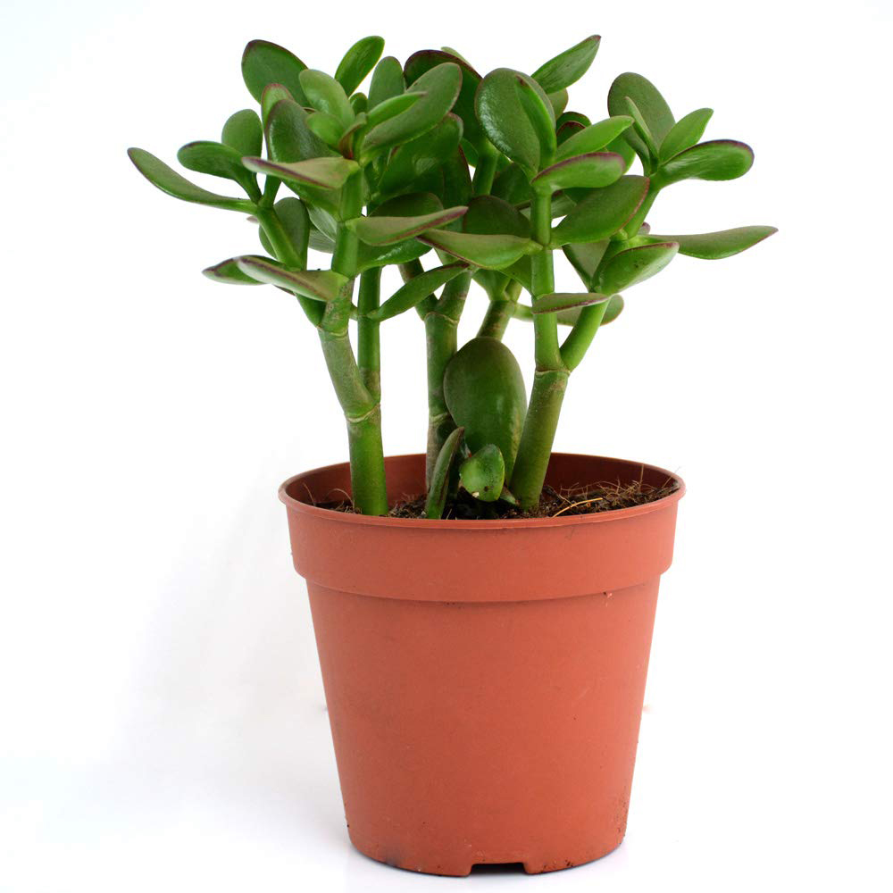 Thompson and Morgan Crassula Ovata Potted Plant 12cm 3 Pack Image 2