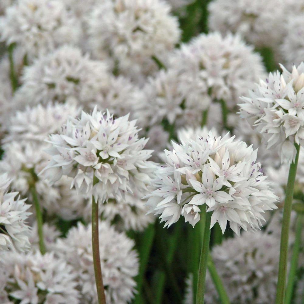 Thompson and Morgan Allium Collection Mixed Planting Bulb 200 Pack Image 5