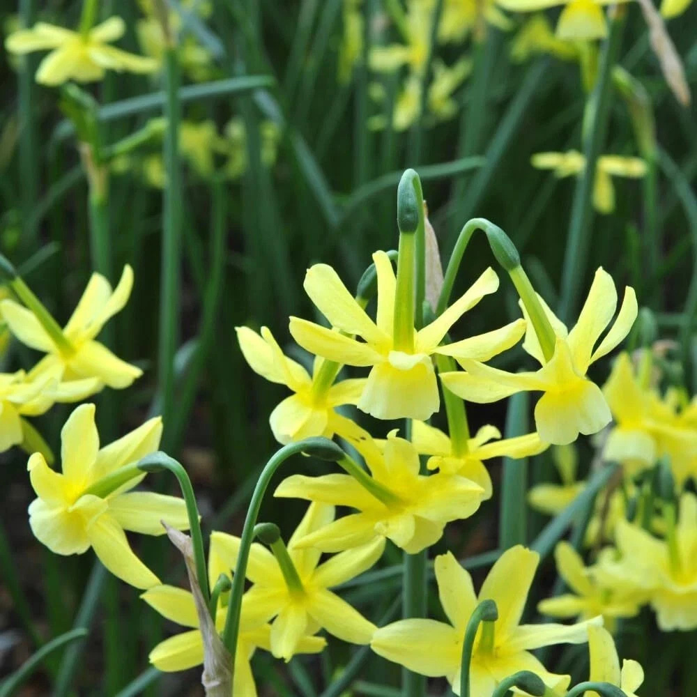 Thompson and Morgan Daffodil Hawera Planting Bulb 32 Pack Image 4