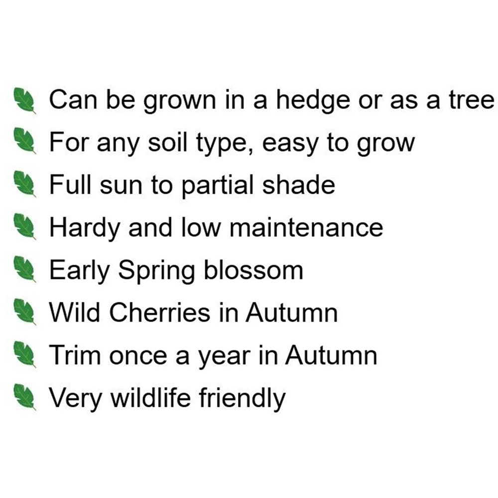 Inspirational Gifting Wild Cherry Bare Root Hedge Plant Saplings 3-4ft 5 Pack Image 6