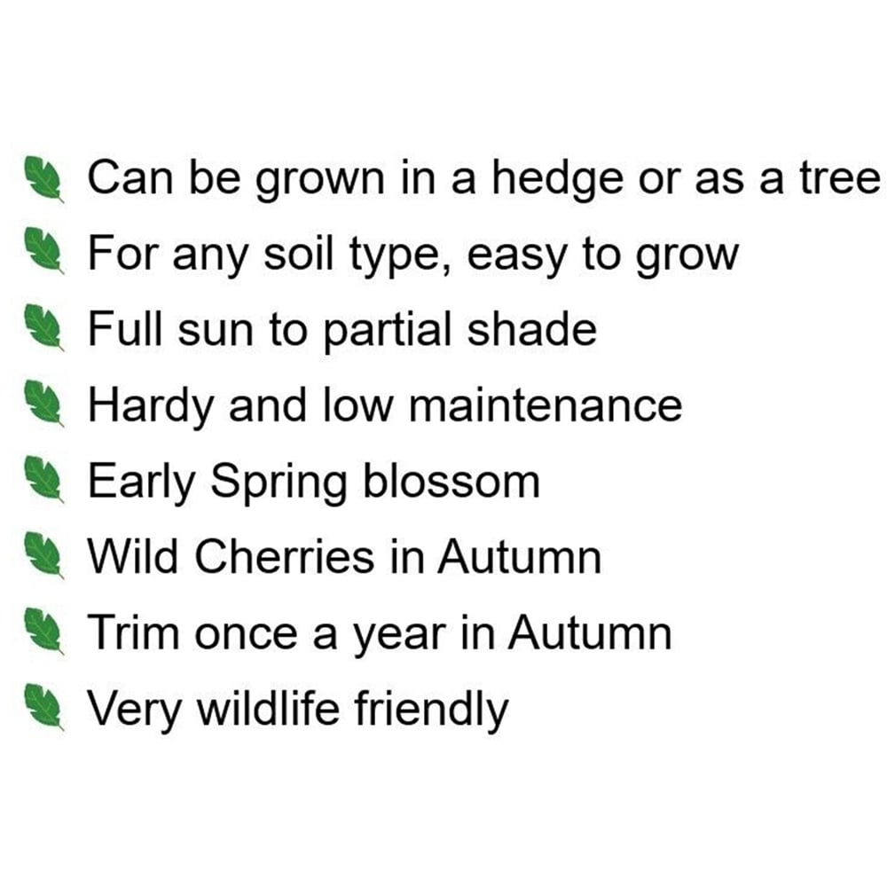 Inspirational Gifting Wild Cherry Bare Root Hedge Plant Saplings 2-3ft 10 Pack Image 6