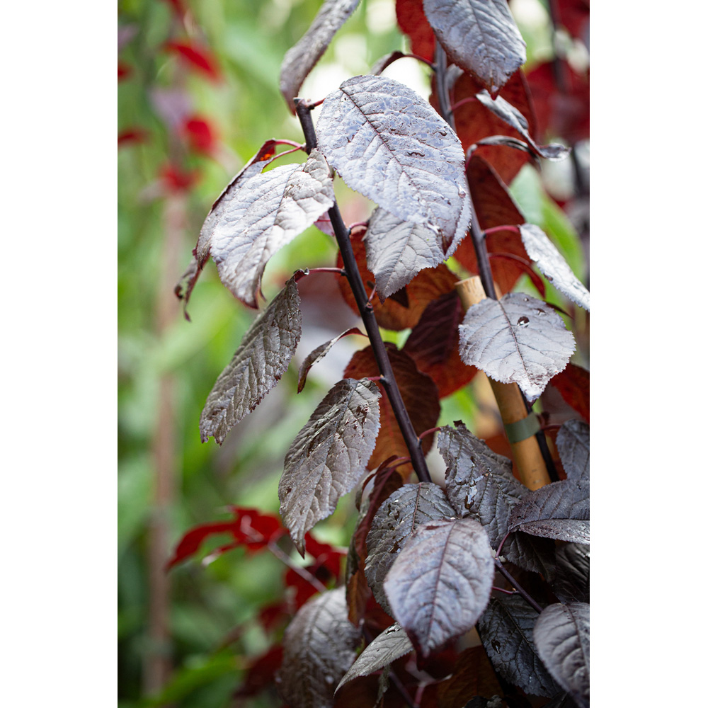 Frank P Matthews Trees Prunus Cerasifera Nigra Maiden Tree Image 2