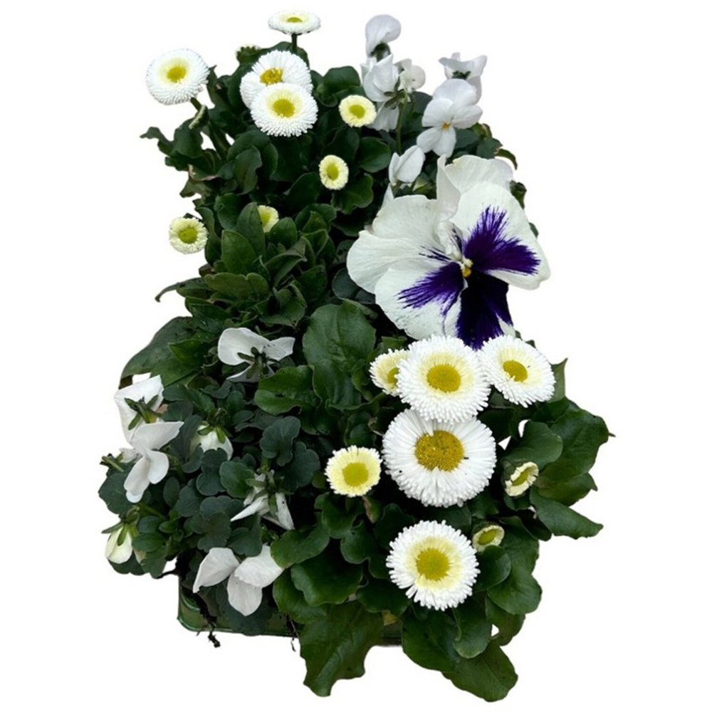 Large Mixed Flower Kit Image 5