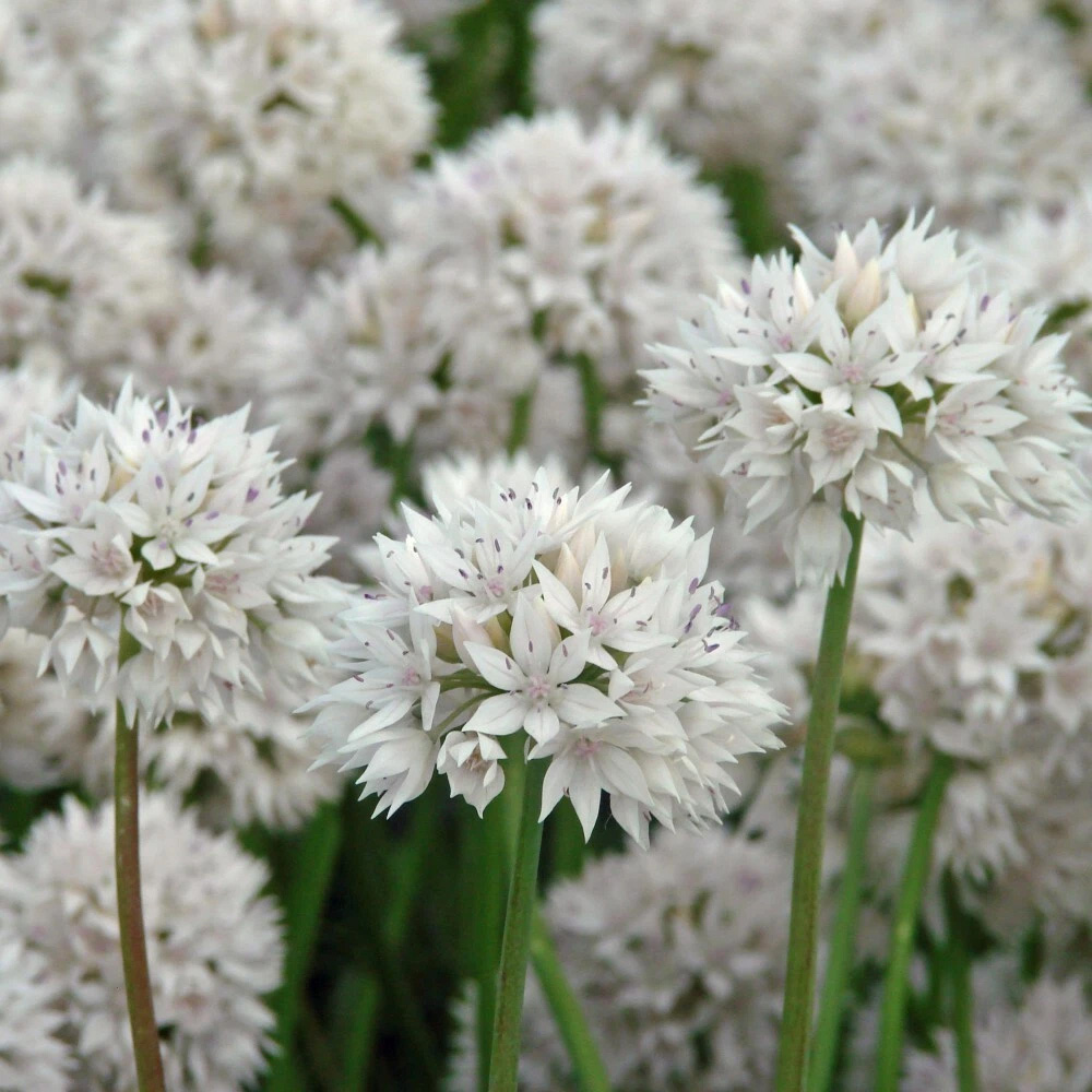 Thompson and Morgan Allium Graceful Beauty Planting Bulb 8 Pack Image 2