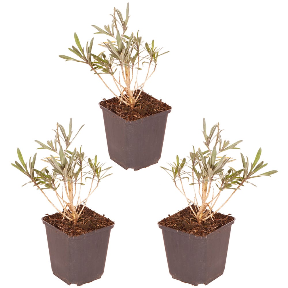 YouGarden Erysimum Perennial Wallflower Bowles Mauve Plant Pot 3 Pack Image 4