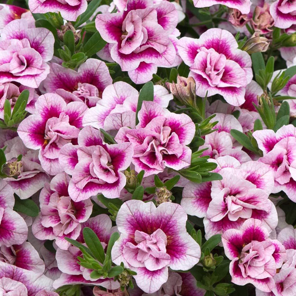 Thompson and Morgan Nurserymans Choice Petunia Postiplugs 5 Pack with Seeds 5 Pack Image 2