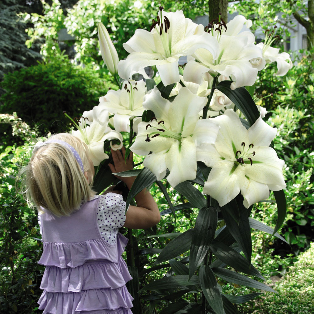 Thompson and Morgan Lily Pretty Woman Planting Bulb 10 Pack with 2 Planting Bulb Baskets Image 3