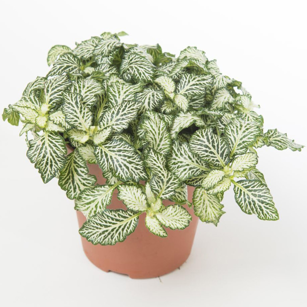 Thompson and Morgan Fittonia Mosaic White Tiger Plant Pot 8.5cm Image 2