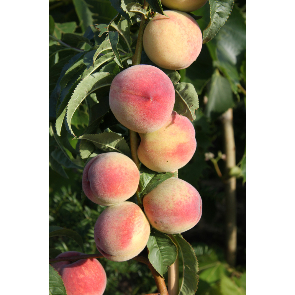 Frank P Matthews Trees Peach Prunus Peregrine St. Julien A Maiden Tree Image 2