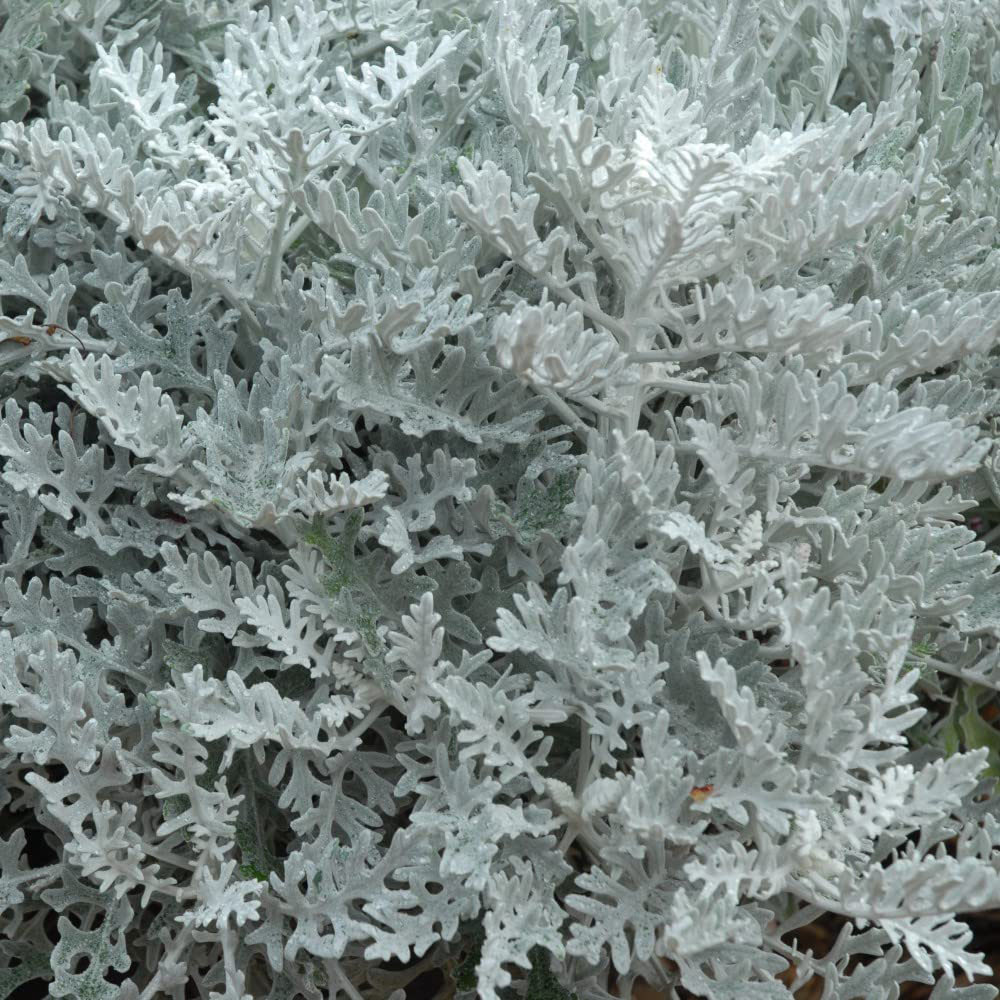 Thompson and Morgan Cineraria Silver Dust Garden Ready Plant 30 Pack Image 1