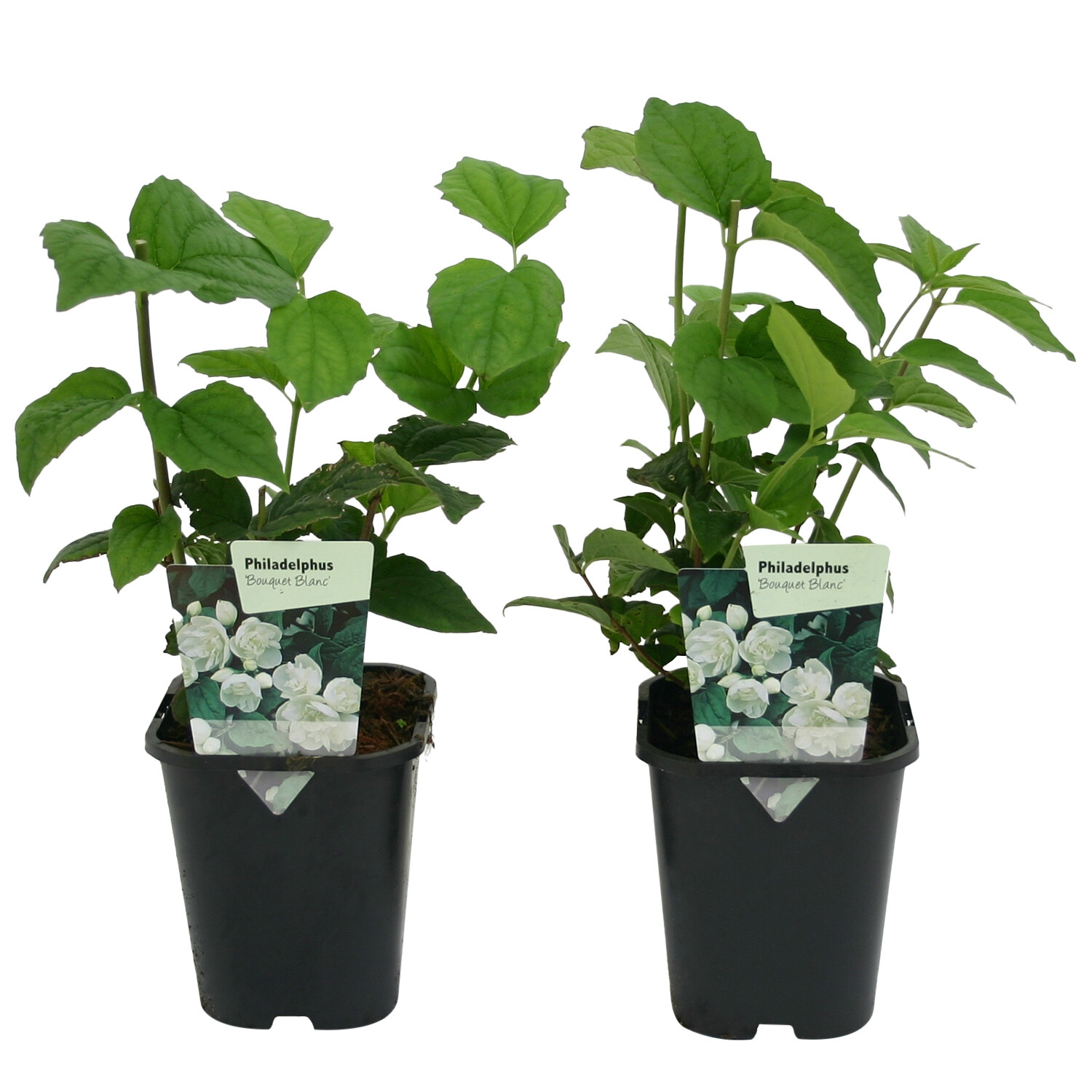 Philadelphus Bouquet Blanc 11cm  - Green and White Image