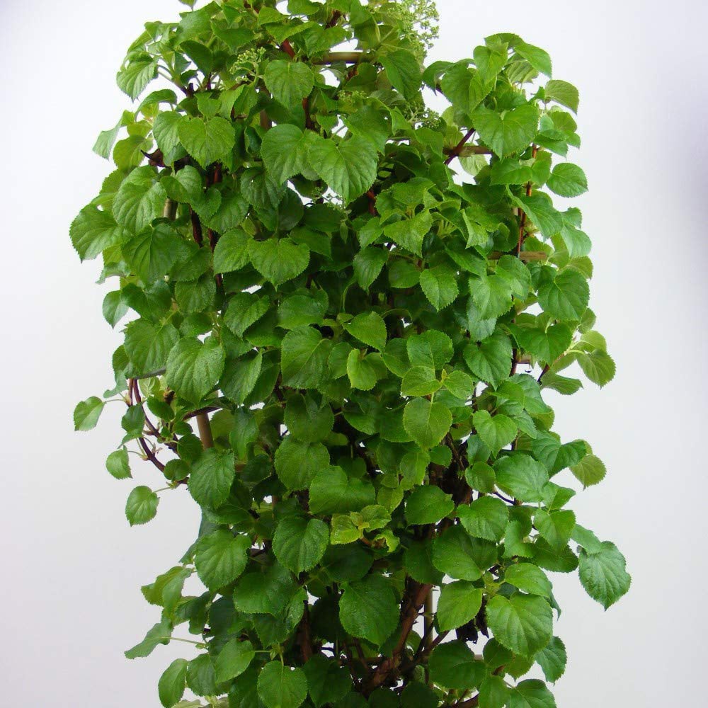 Thompson and Morgan Hydrangea Anomala Petiolaris Plant Pot 2L Image 4