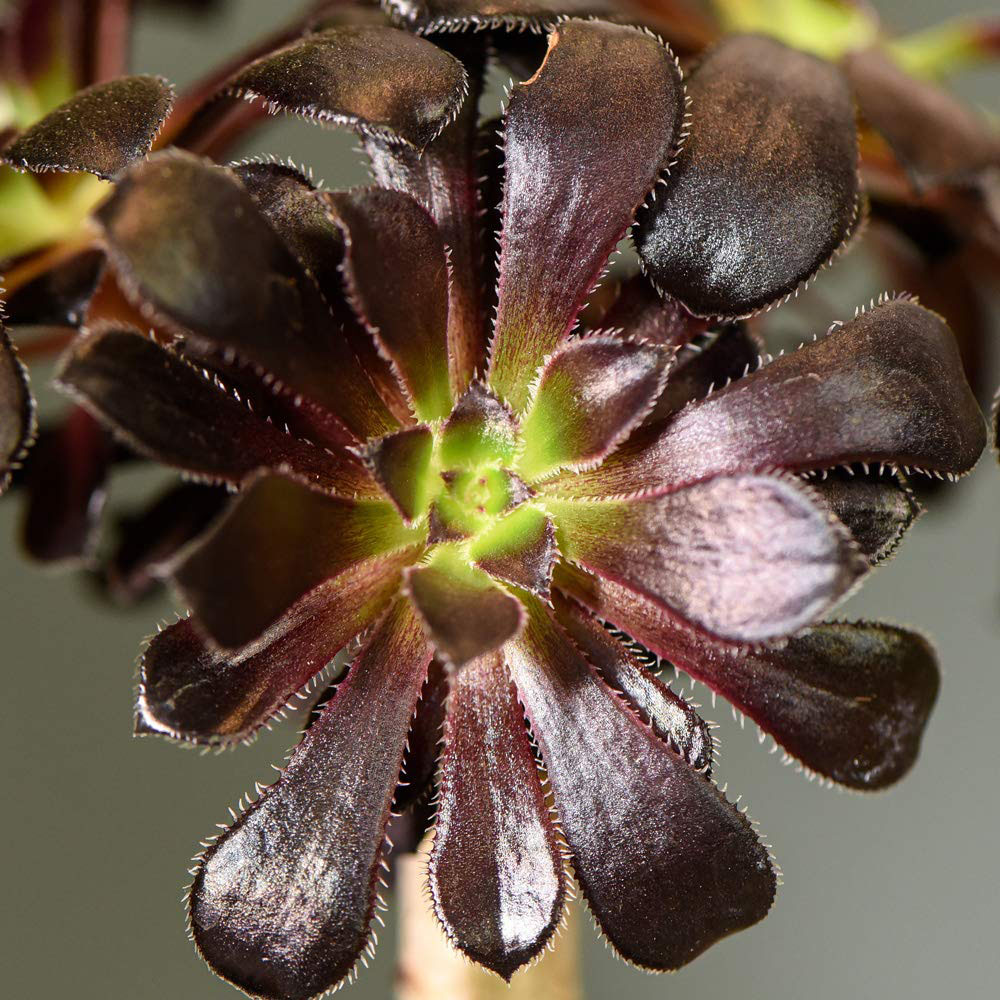 Thompson & Morgan Aeonium Arboreum on Stem Potted Plant Image 2