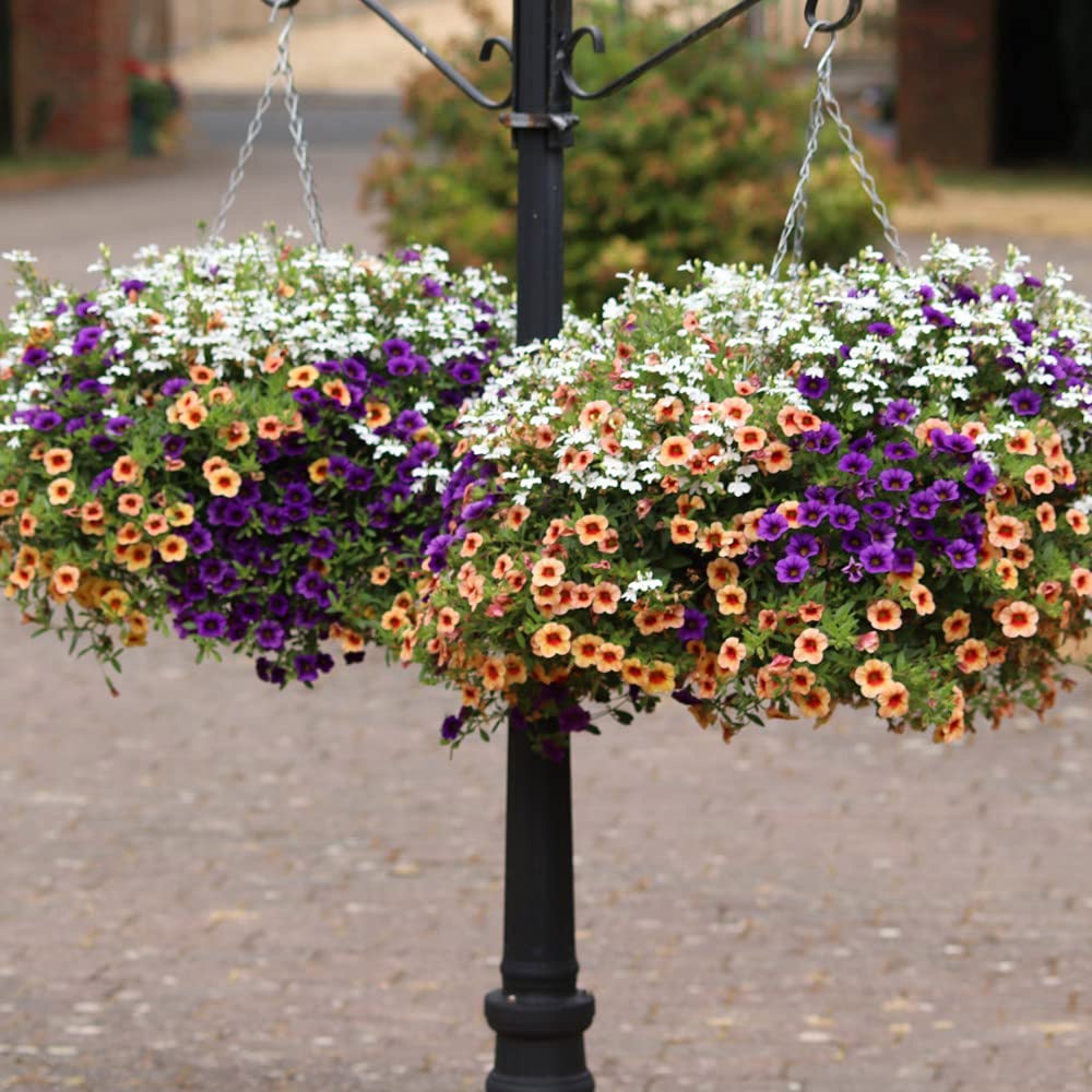 Thompson and Morgan Fruit Salad Preplanted Hanging Basket 25cm Image 4