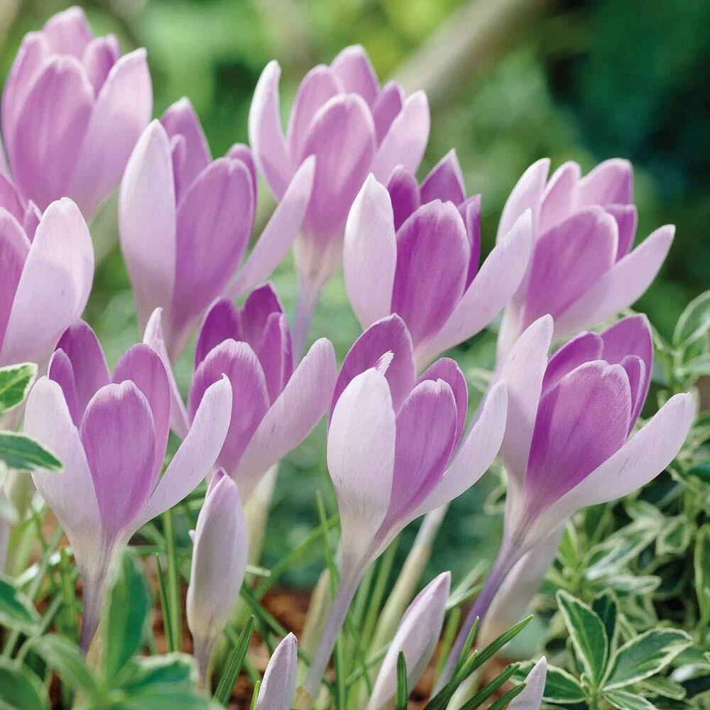 Thompson and Morgan Crocus Bicolour Mix Planting Bulb 40 Pack Image 2