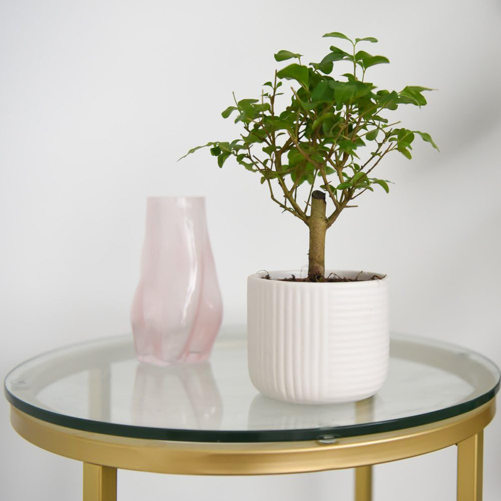 Thompson and Morgan Bonsai Mix in Round Ceramic Potted Plant 11cm 2 Pack Image 3