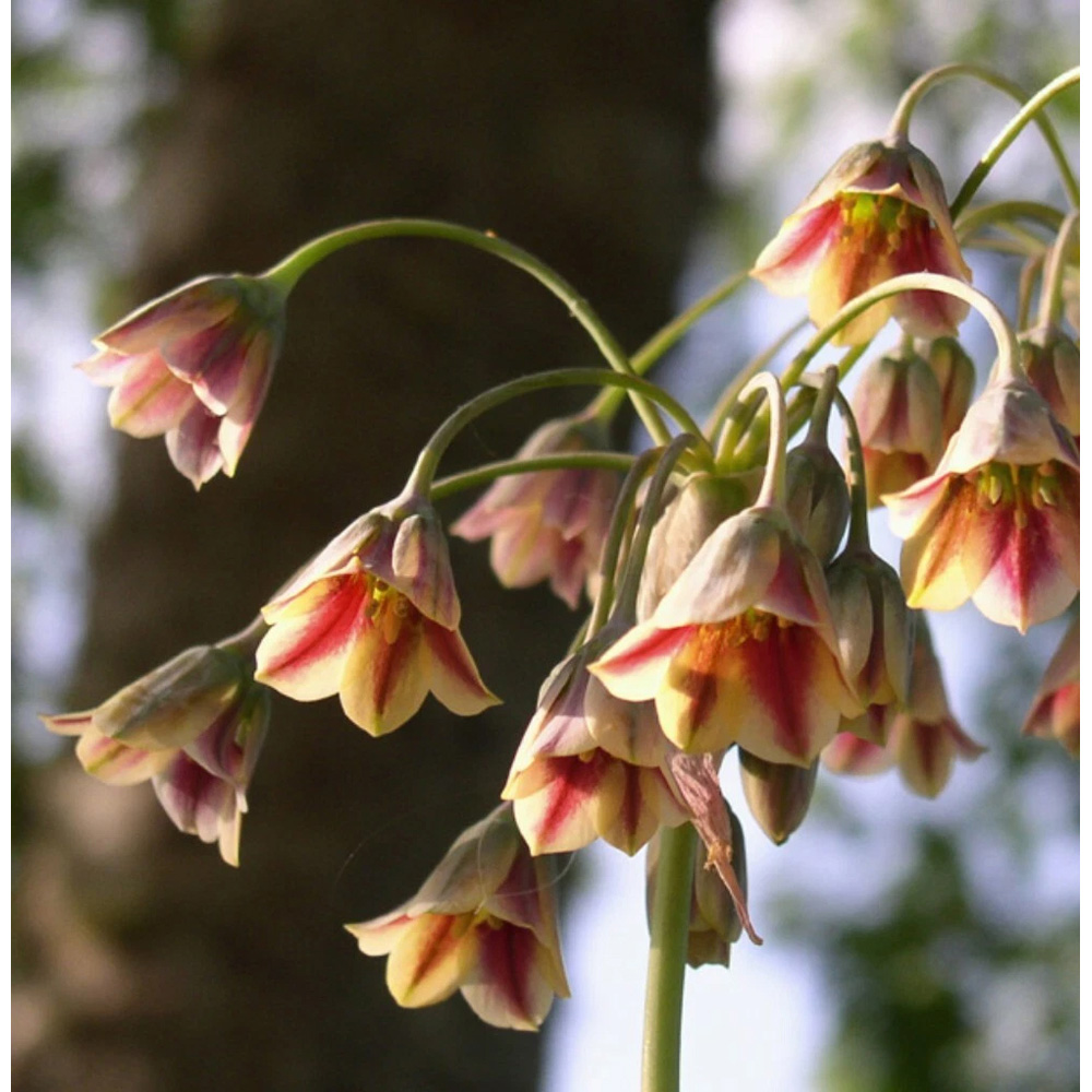 Thompson and Morgan Nectaroscordum Siculum Autumn Planting Bulb 40 Pack Image 5