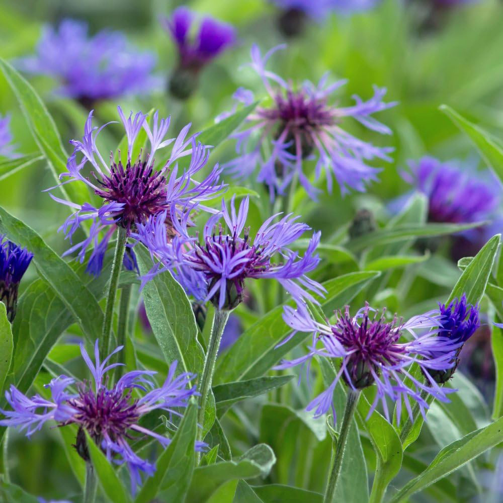 Thompson and Morgan Centaurea Montana Potted Plant 9cm Image 2