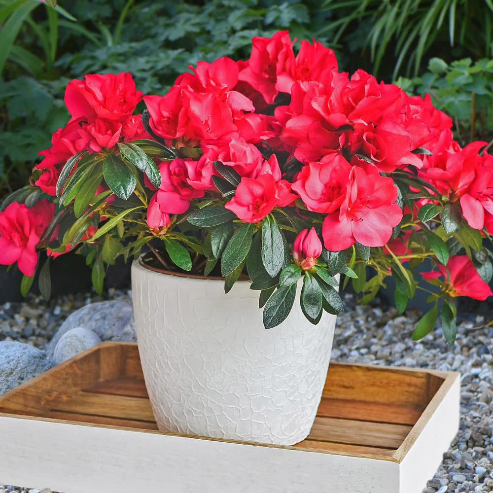 Thompson & Morgan Red Azalea Dwarf Plant Pot 9cm Image 3