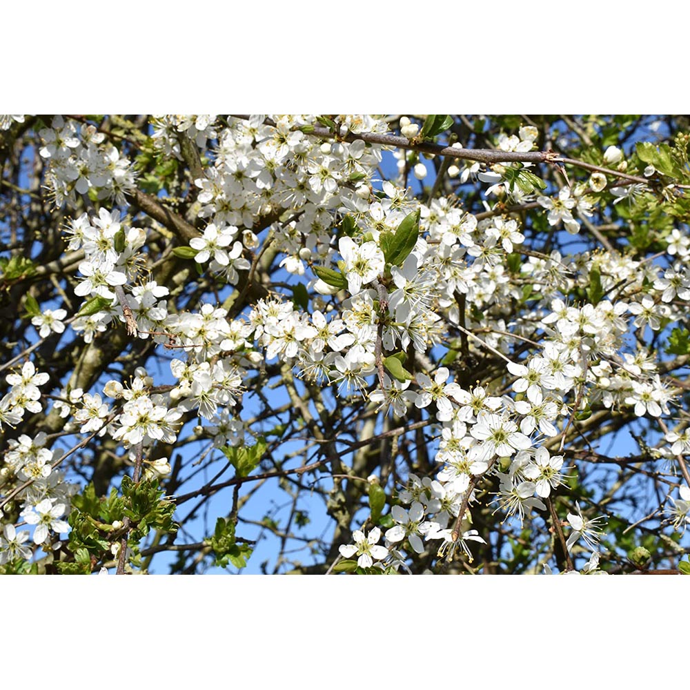 Inspirational Gifting Hawthorn Bare Root Hedge Plant Sapling 4-5ft 10 Pack Image 3