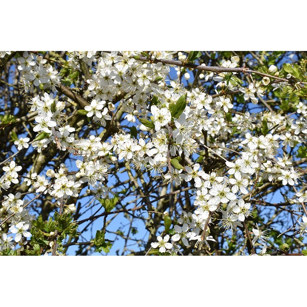 Inspirational Gifting Hawthorn Bare Root Hedge Plant Sapling 3-4ft 5 Pack Image 3