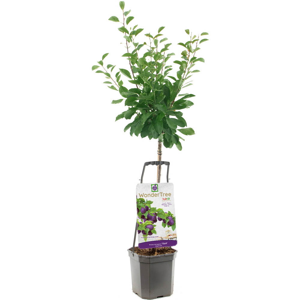 Thompson and Morgan Plum Prunus Opal Espalier Plant Pot 5L Image 2