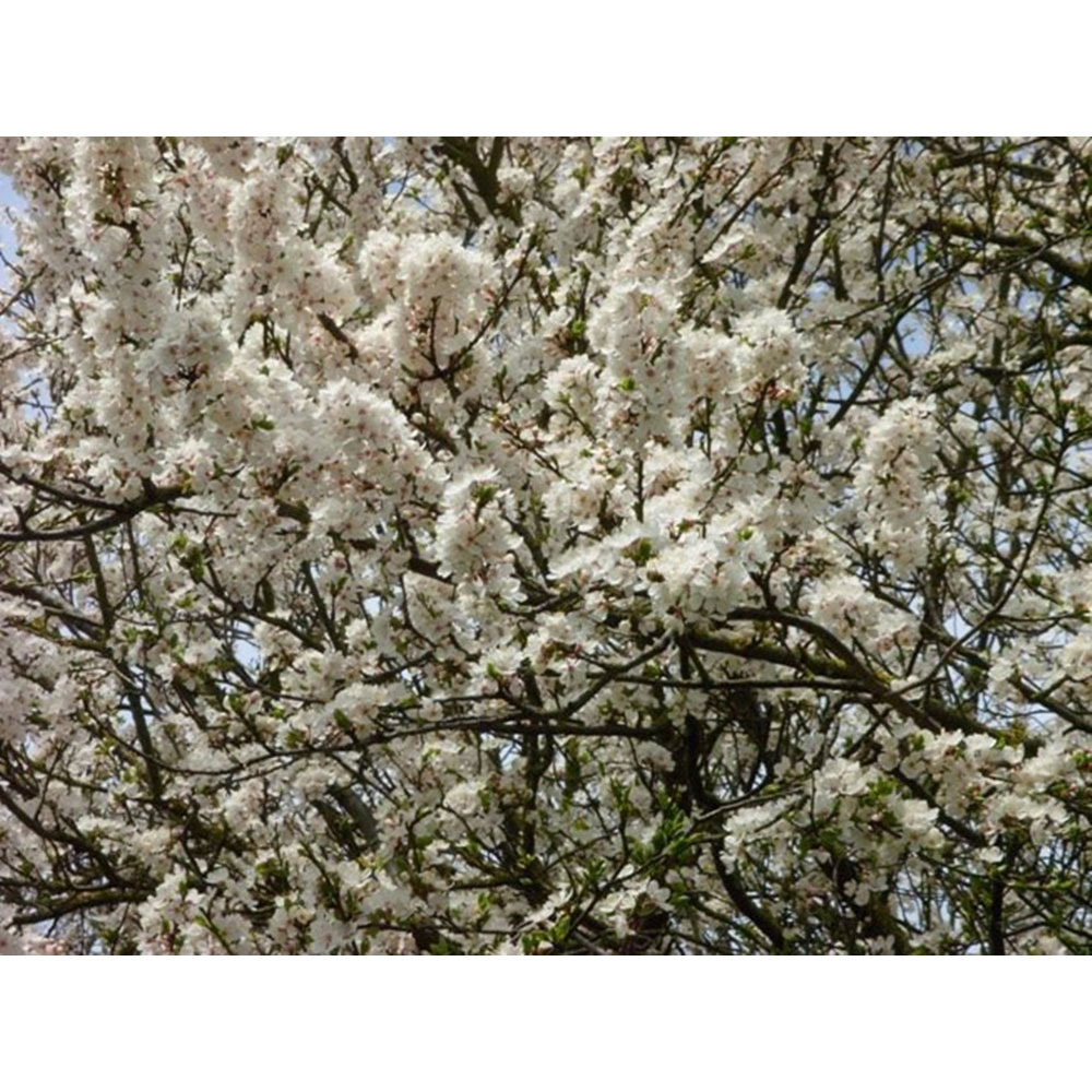 Inspirational Gifting Cherry Plum Bare Root Hedge Plant Saplings 2-3ft 10 Pack Image 3