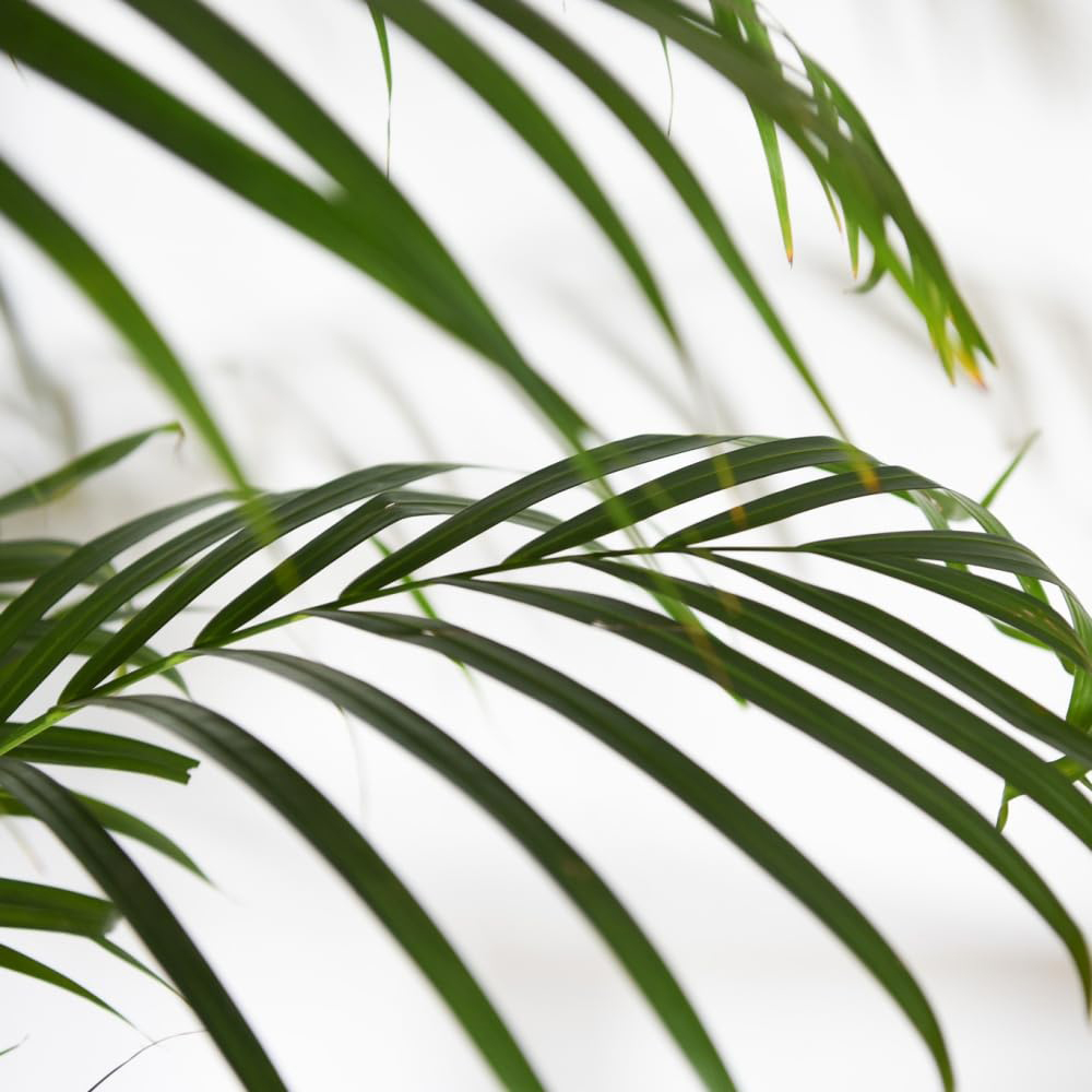 Thompson and Morgan Areca Dypsis Palm Tree Golden Cane Palm Plant Pot 9cm Image 4