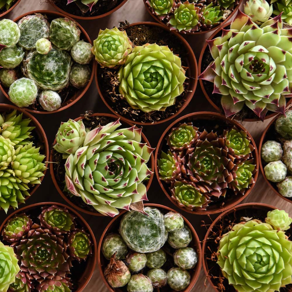 Thompson and Morgan Sempervivum Mixed Plant in Pot 5.5cm 10 Pack Image 6