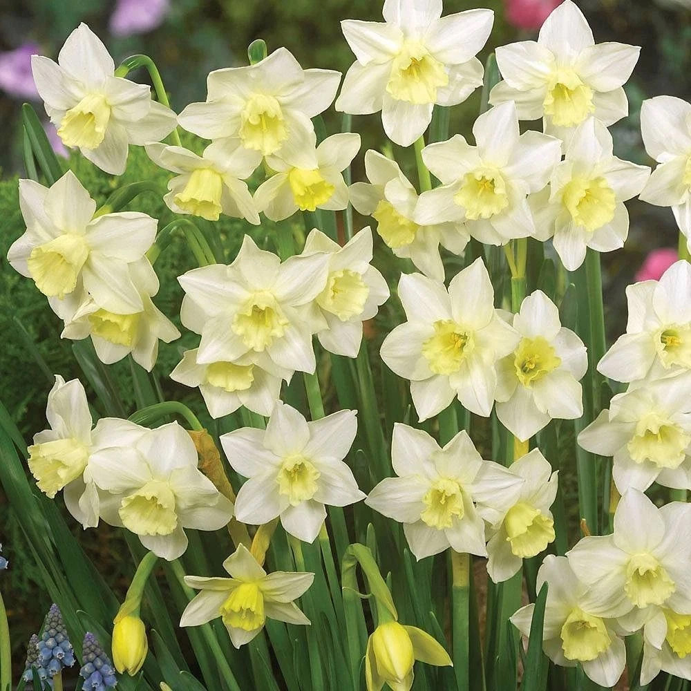 Thompson and Morgan Daffodil Super Scented Jonquilla Collection Spring Planting Bulb 40 Pack Image 2