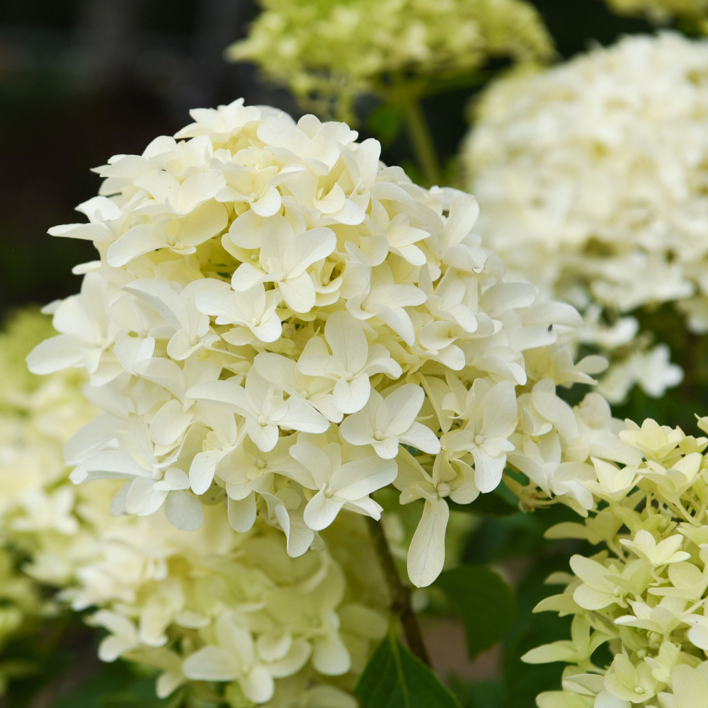 Thompson and Morgan Hydrangea Paniculata Skyfall Plant Pot 9cm 2 Pack Image 2