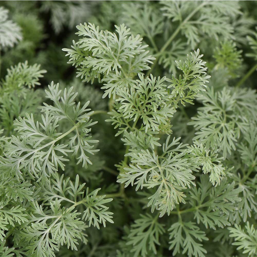 Thompson and Morgan Artemisia Arborescens Powis Castle Plant Pot 1L Image 1