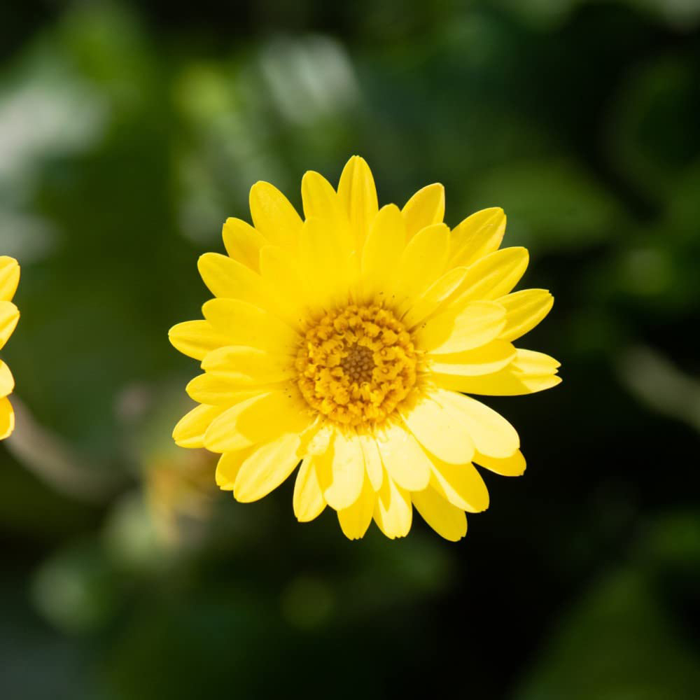 Thompson and Morgan Gerbera Garvinea Cheeky Yellow Plant Pot 7cm Image 2