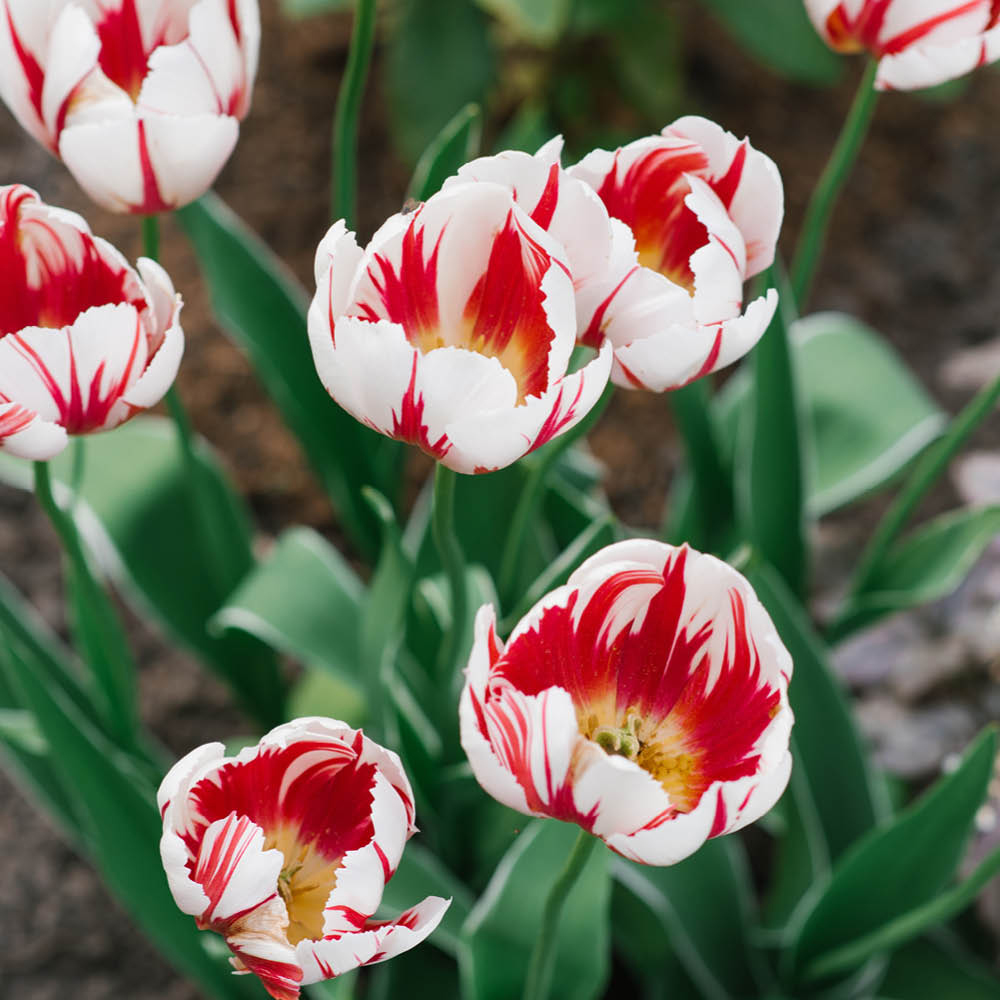 YouGarden Happy Generation Tulip Planting Bulb 24 Pack Image 2