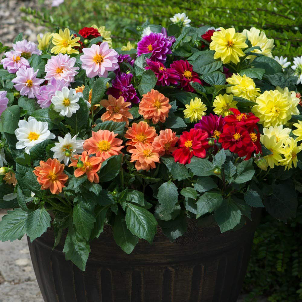 Thompson and Morgan Dahlia Figaro Garden Ready Plant 15 Pack Image 2