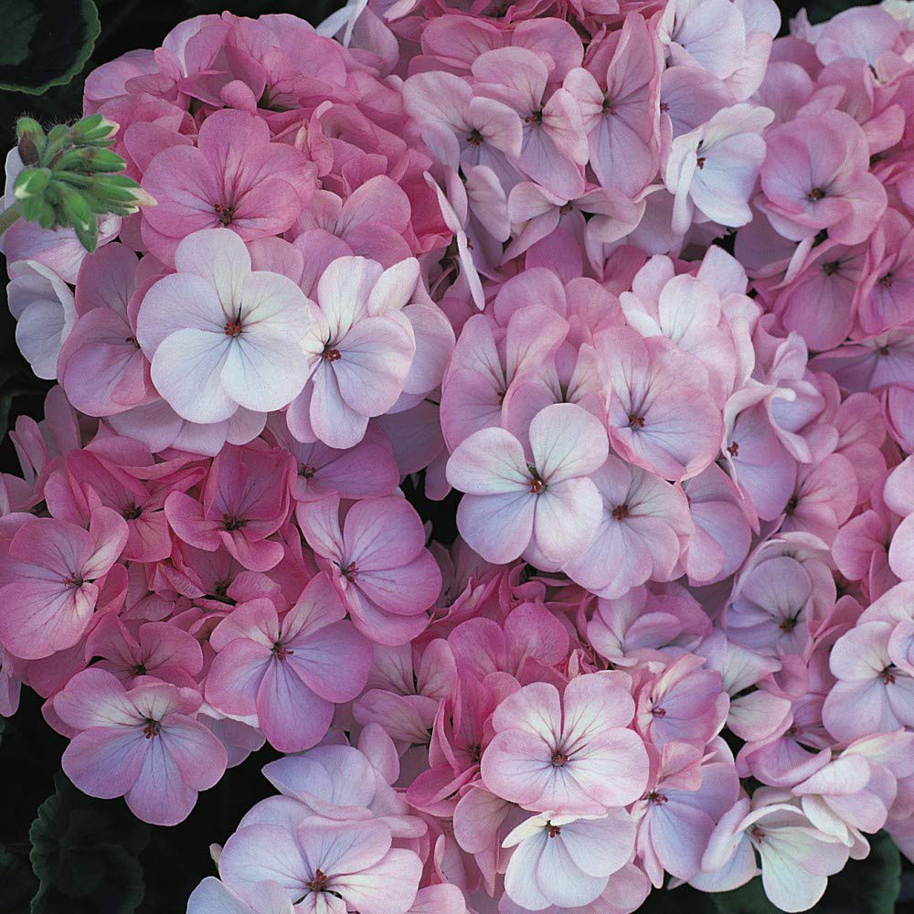 Thompson and Morgan Geranium Horizon F1 Apple Blossom Garden Ready Plant 30 Pack Image 2