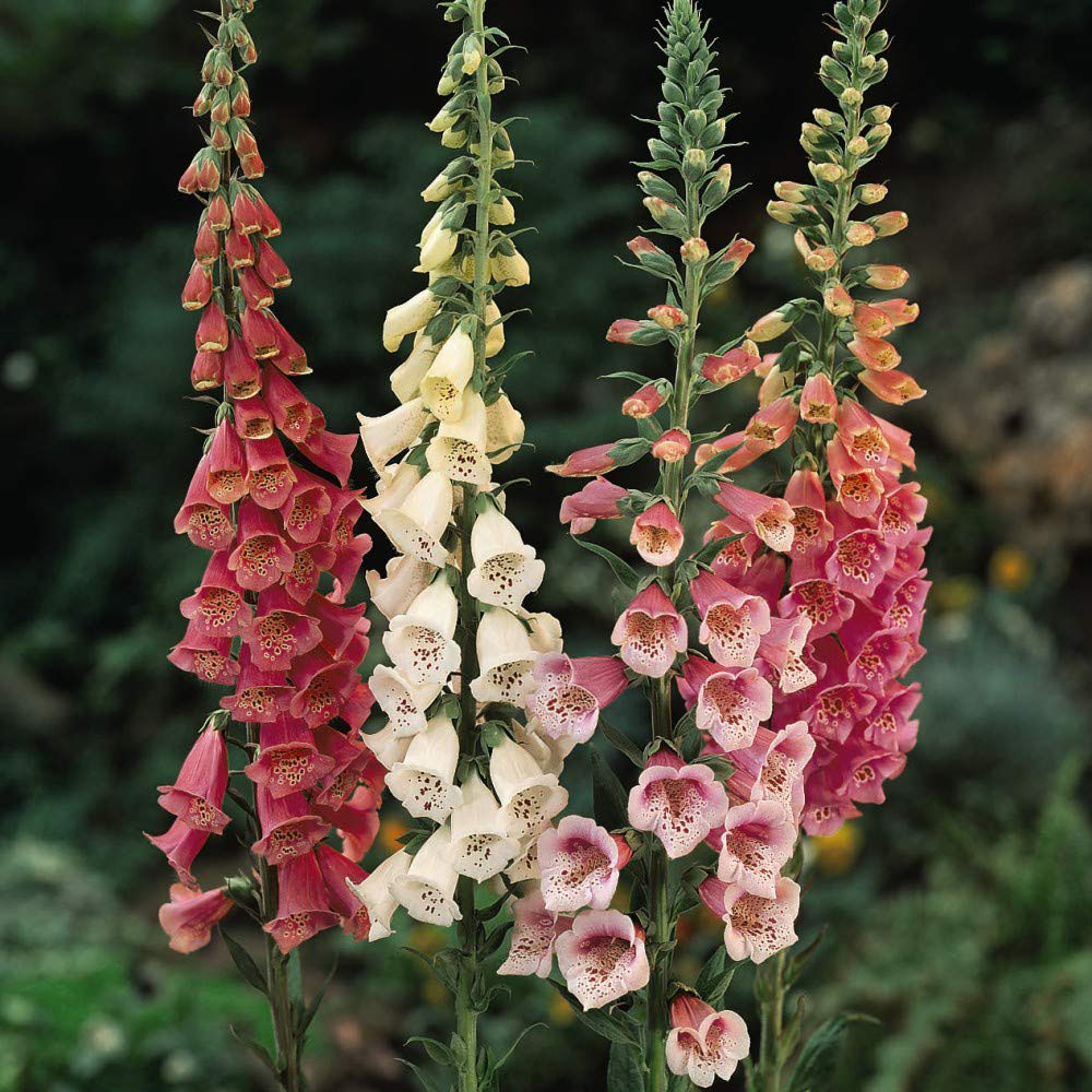 Thompson and Morgan Digitalis Foxglove Excelsior Garden Ready Plant 15 Pack Image 1