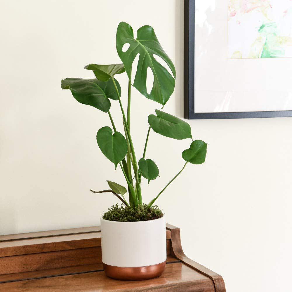 Thompson and Morgan Urban Jungle Collection Plant in Pot 3 Pack Image 3