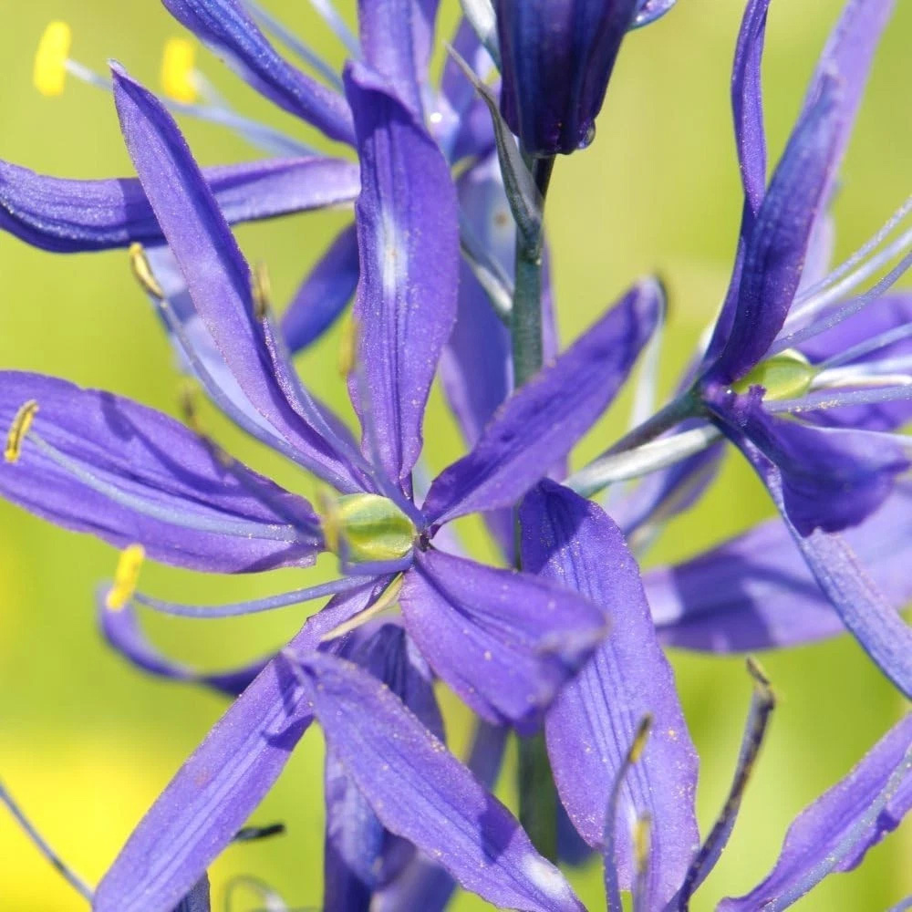 Thompson and Morgan Camassia Leichtlinii Caerulea Planting Bulb 6 Pack Image 3