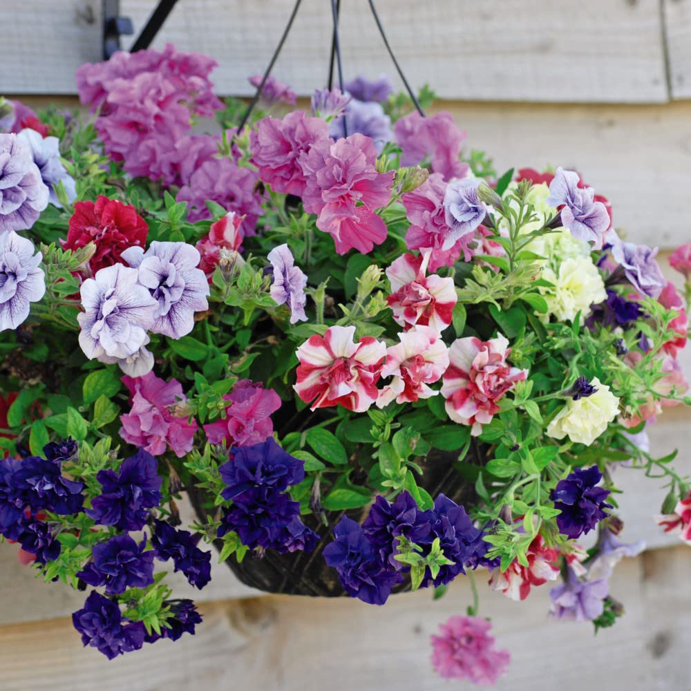 Thompson and Morgan Petunia Frills and Spills Preplanted Hanging Basket 25cm 2 Pack Image 3