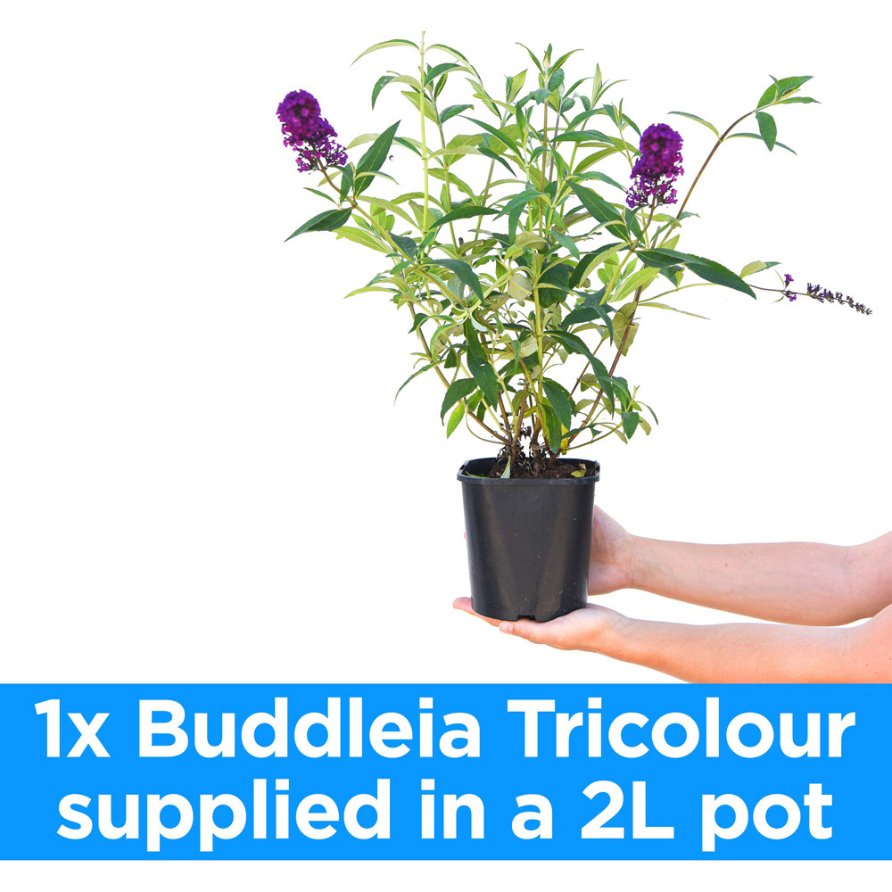 Thompson and Morgan Buddleja Tricolour Plant Pot 2L 2 Pack Image 7