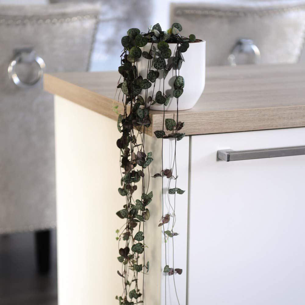 Thompson & Morgan String of Hearts Ceropegia Woodii Potted Plant 8cm 3 Pack Image 2