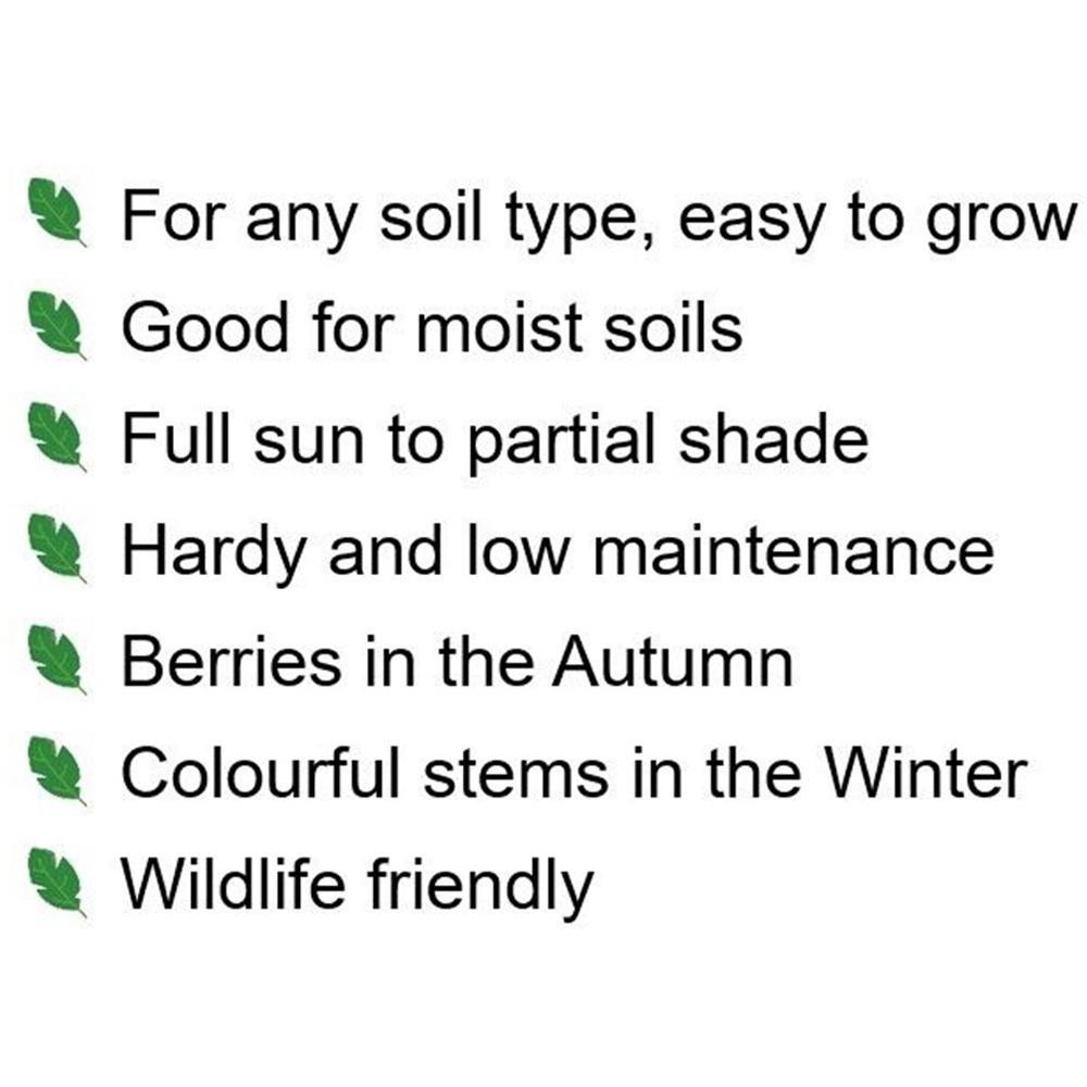 Inspirational Gifting Hedging Dogwood Native Bare Root Hedge Plant Sapling 3-4ft 20 Pack Image 6