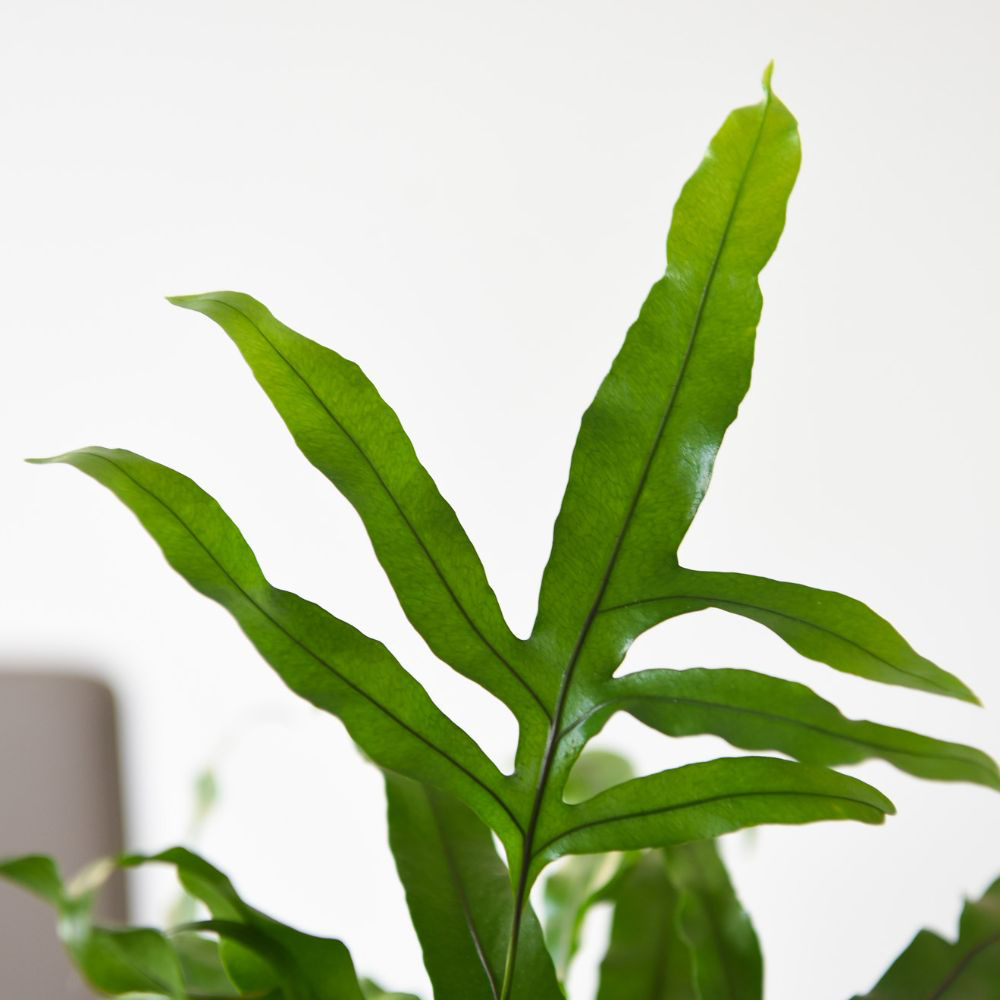 Thompson and Morgan Microsorum Diversifolium Plant Pot 12cm Image 2