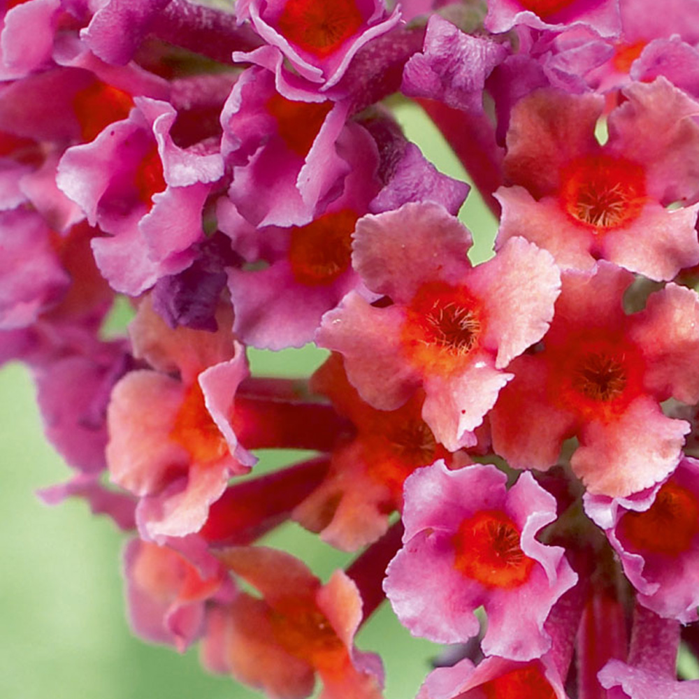 Thompson and Morgan Buddleja Flower Power Plant Pot 2L 2 Pack Image 3