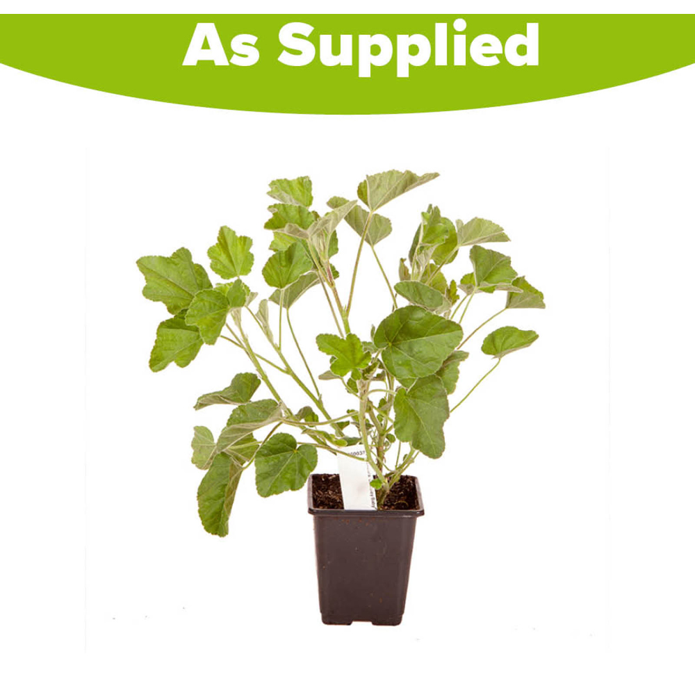 YouGarden Barnsley Baby Mallow Tree Image 3